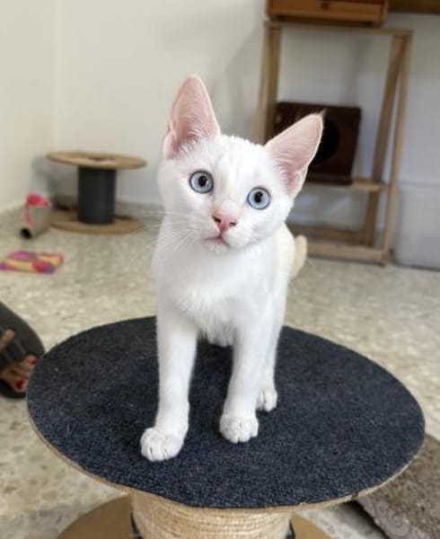 Nala und Blue suchen in Wohnungshaltung