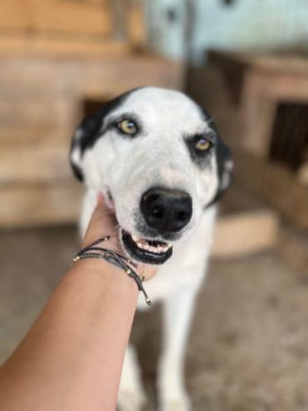 Ich habe noch Hoffnung