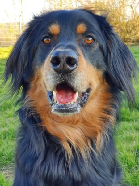 Marlowe, su. erfahrene Besitzer VIDEO