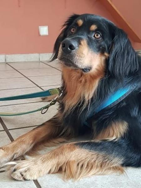 Marlowe, su. erfahrene Besitzer VIDEO