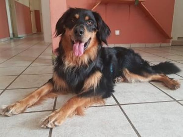 Marlowe, su. erfahrene Besitzer VIDEO