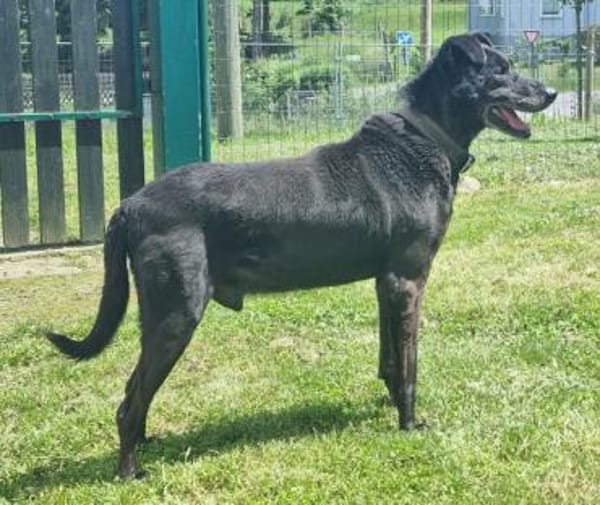 Zoran, Einzelhund, su. Grundstück