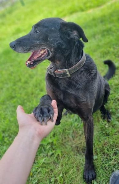Zoran, Einzelhund, su. Grundstück