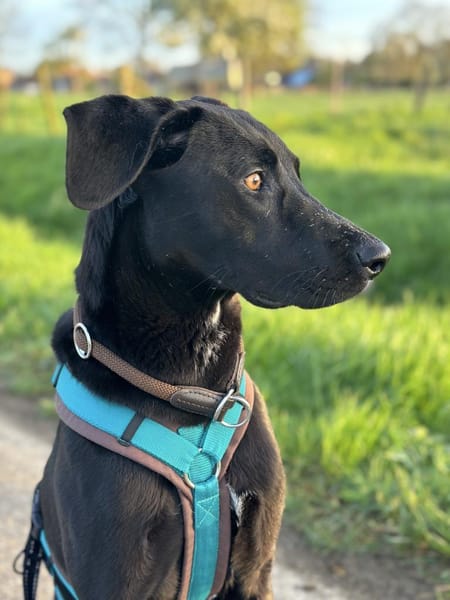 Suri verliert ihr Zuhause