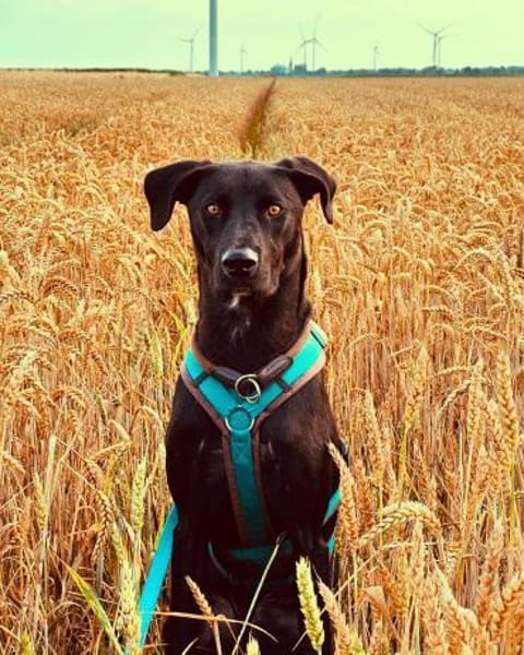 Suri verliert ihr Zuhause