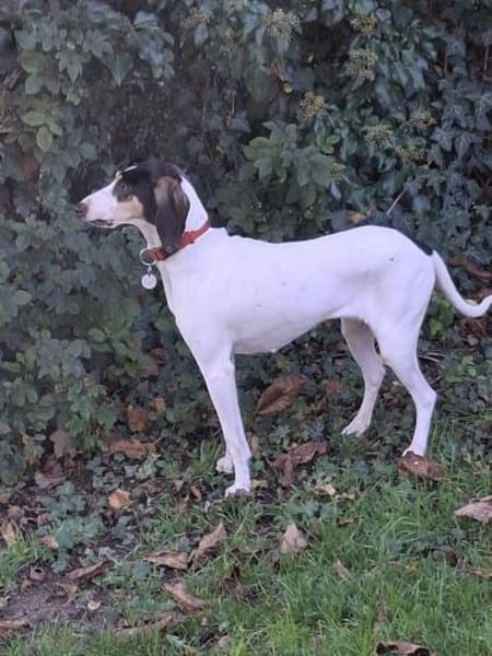 💜Lea - in Deutschland auf Pflegestelle