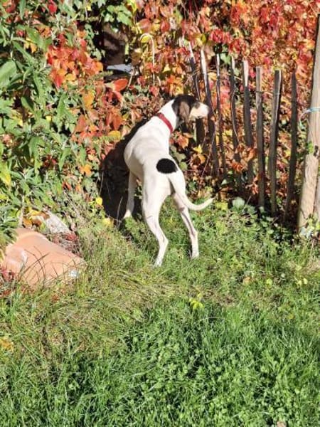 💜Lea - in Deutschland auf Pflegestelle