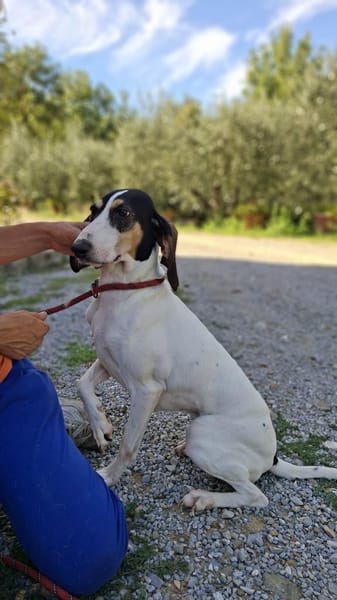 💜Lea - in Deutschland auf Pflegestelle