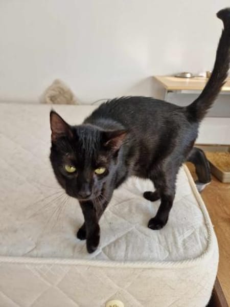 Wim sucht warmes Körbchen