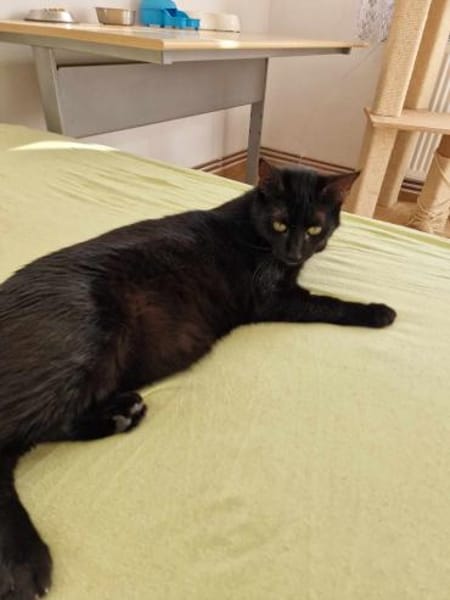 Wim sucht warmes Körbchen