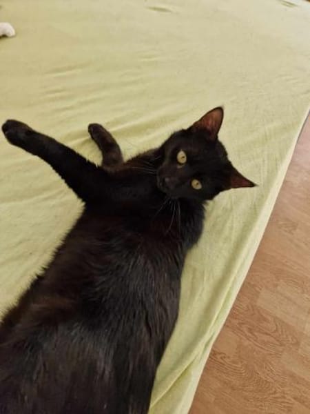 Wim sucht warmes Körbchen