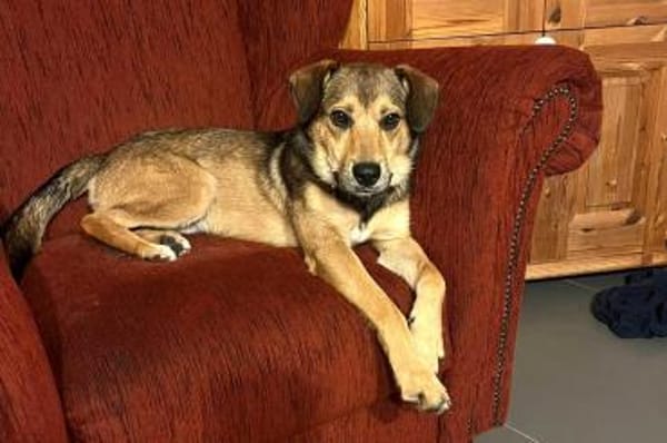 Der kleine Benni sucht Dich!