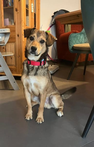 Der kleine Benni sucht Dich!