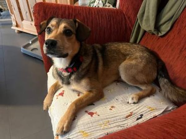 Der kleine Benni sucht Dich!