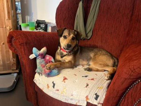 Der kleine Benni sucht Dich!