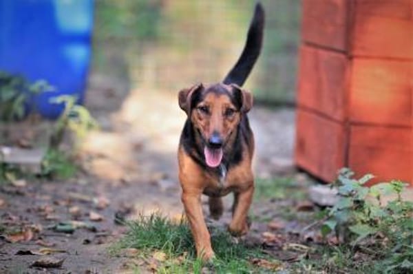 Der freundliche Lui sucht Dich.