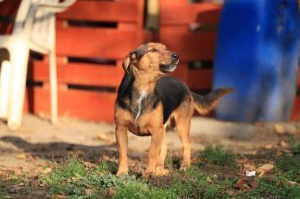 Der freundliche Lui sucht Dich.