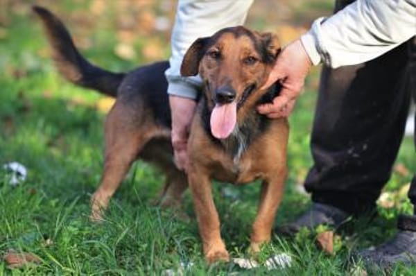 Der freundliche Lui sucht Dich.