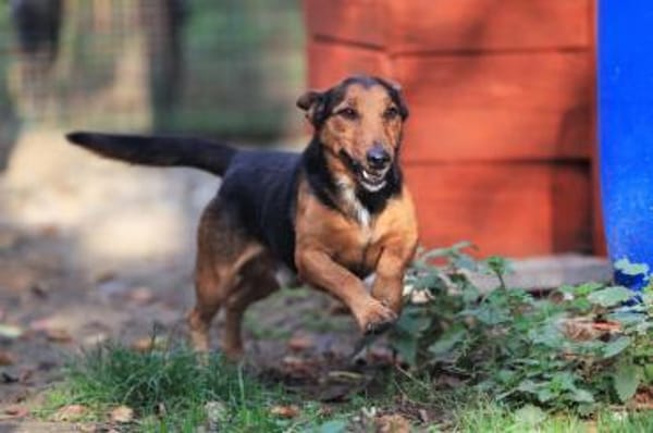 Der freundliche Lui sucht Dich.