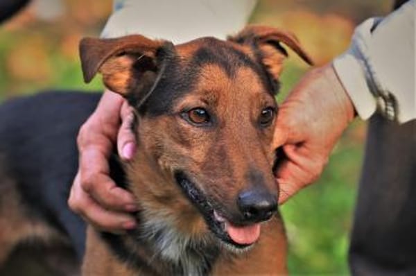 Der freundliche Lui sucht Dich.