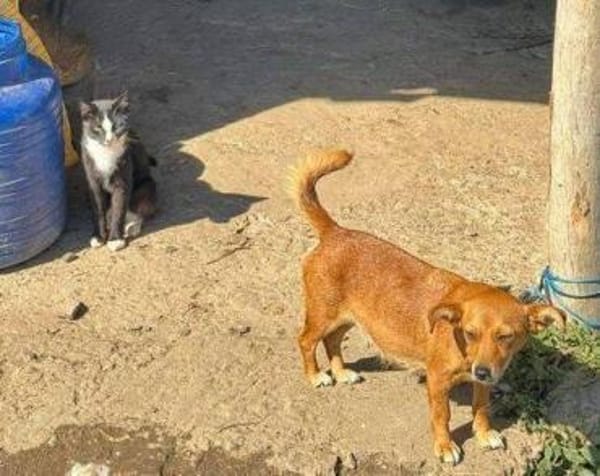 SIA , wer git ihr ein Zuhause?