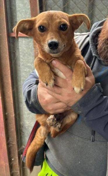 SIA , wer git ihr ein Zuhause?