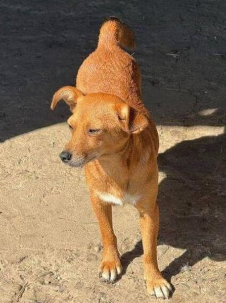 SIA , wer git ihr ein Zuhause?