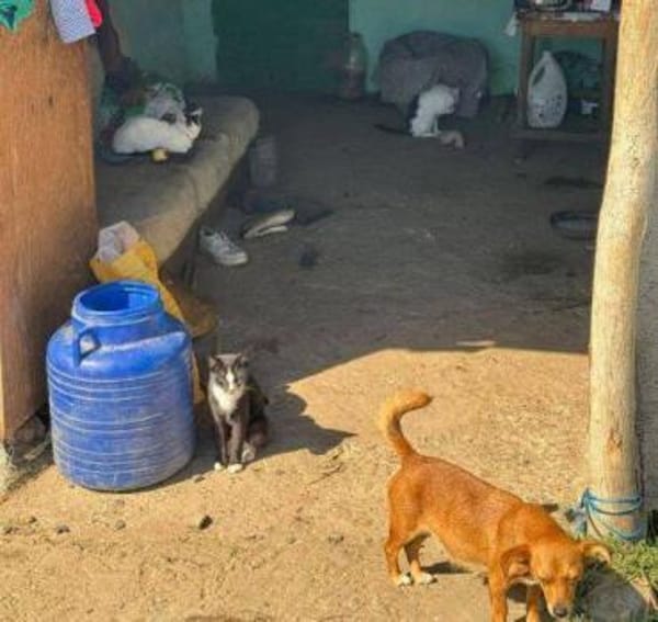 SIA , wer git ihr ein Zuhause?