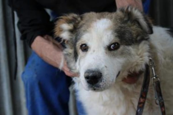 James - sehr liebenswert u. verschmust