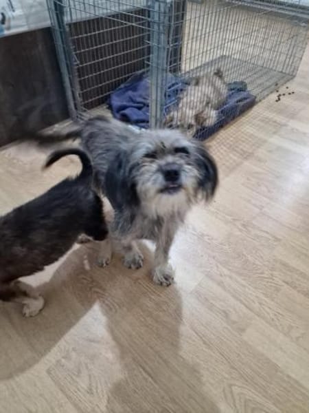 Nana, klein, wuschelig sucht Zuhause