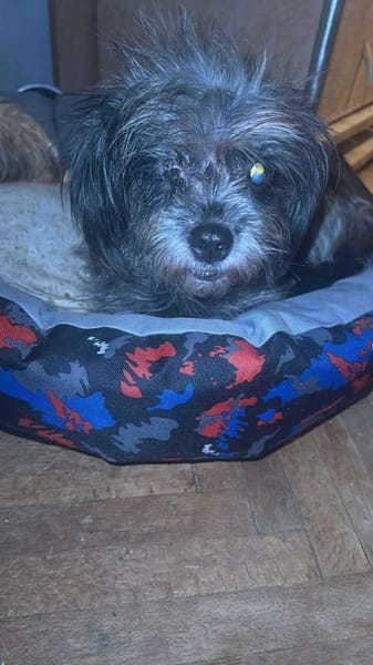 Nana, klein, wuschelig sucht Zuhause