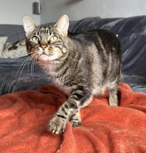 Roy sucht als Einzelkatze