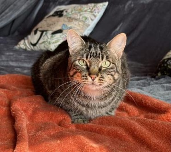 Roy sucht als Einzelkatze