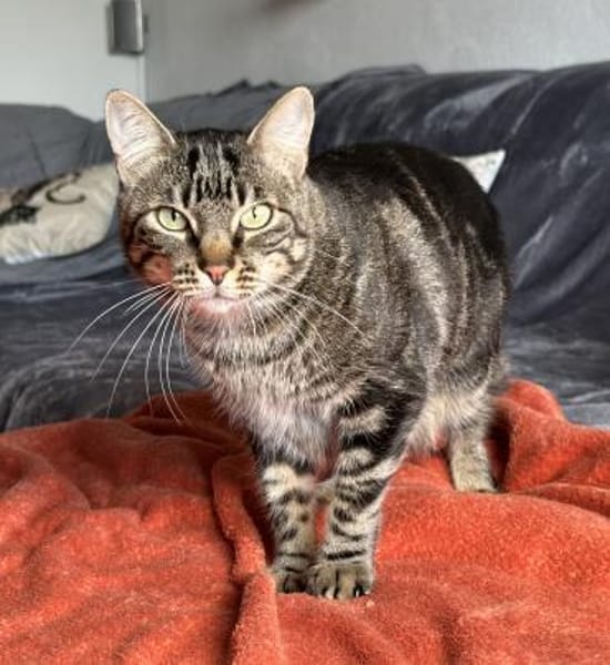 Roy sucht als Einzelkatze