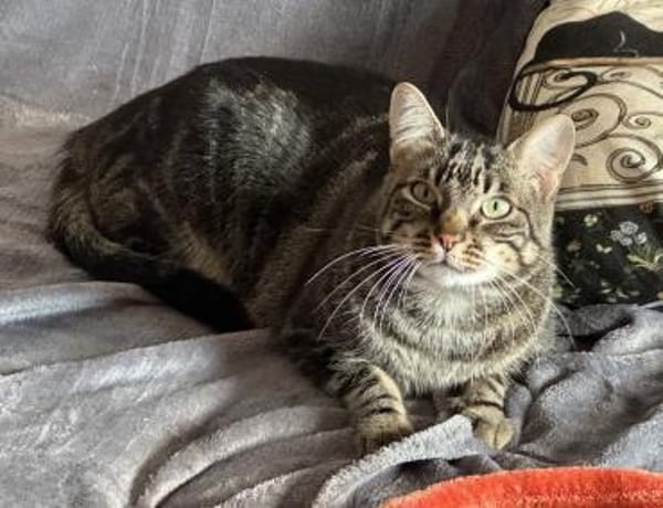 Roy sucht als Einzelkatze