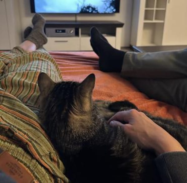 Roy sucht als Einzelkatze