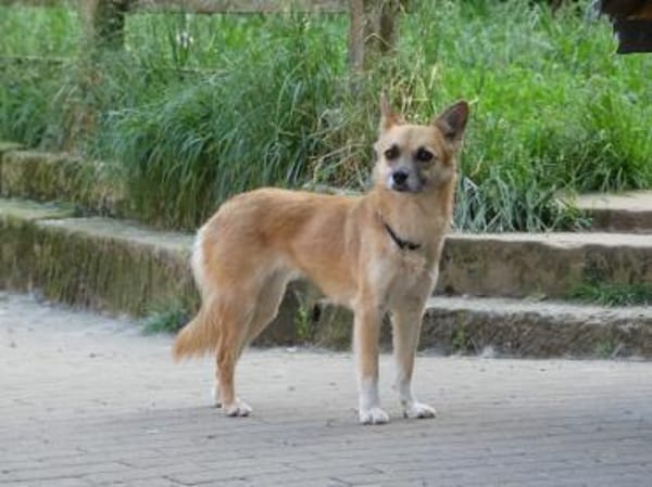 Foxy sucht Menschen mit Hundeerfahrung