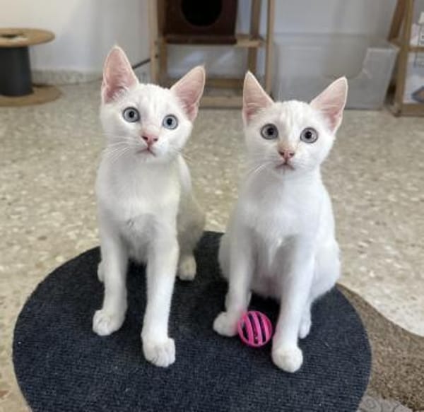 Nala & Blue suchen in Wohnungshaltung