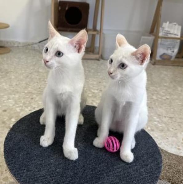 Nala & Blue suchen in Wohnungshaltung