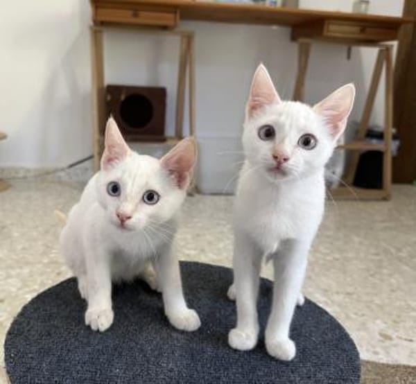 Nala & Blue suchen in Wohnungshaltung