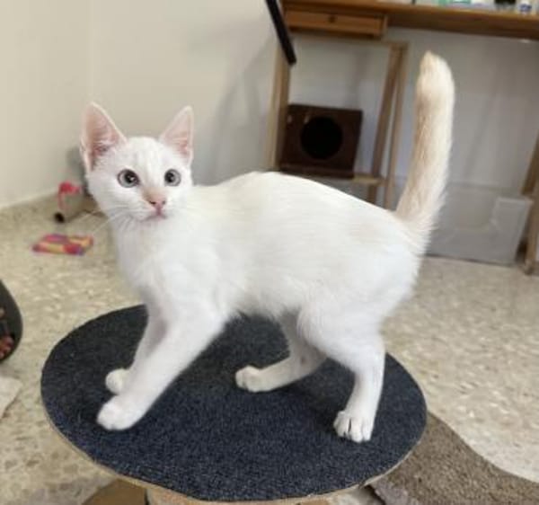 Nala & Blue suchen in Wohnungshaltung