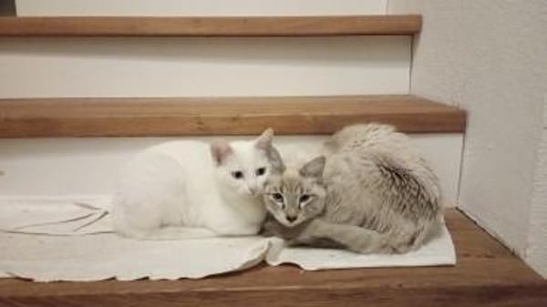 Carlito und Blanca suchen Zuhause