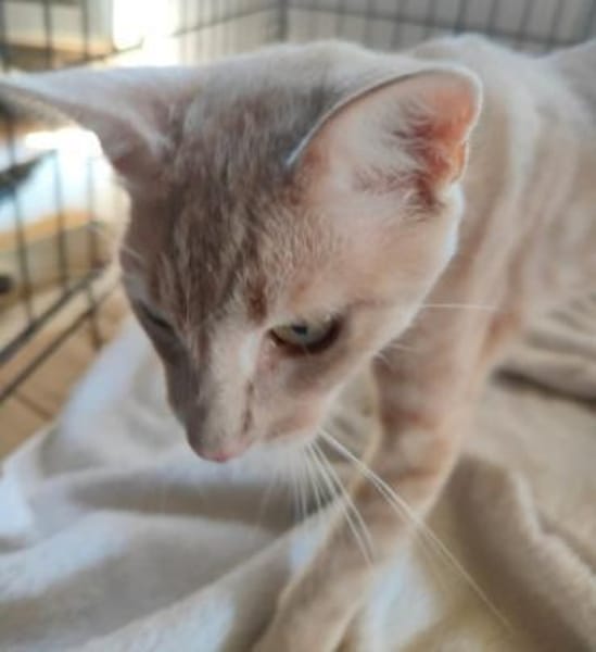 GINGER, zutraulich und verschmust