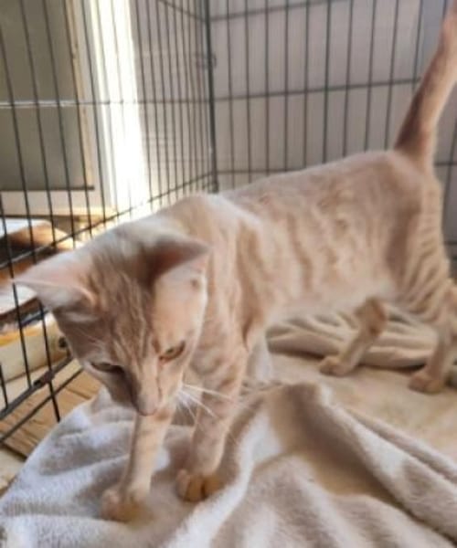 GINGER, zutraulich und verschmust