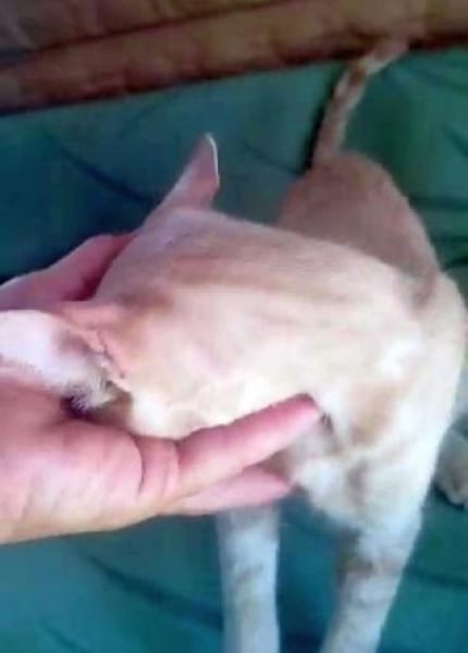 GINGER, zutraulich und verschmust