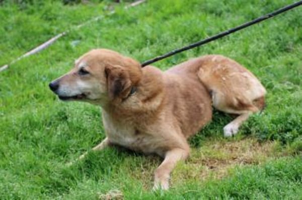 Mandela - sehr lieb u. verschmust