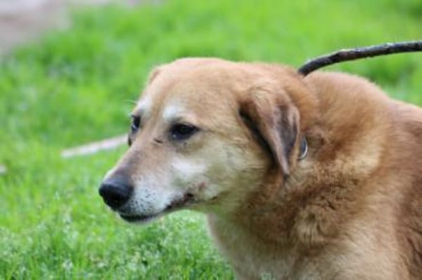 Mandela - sehr lieb u. verschmust