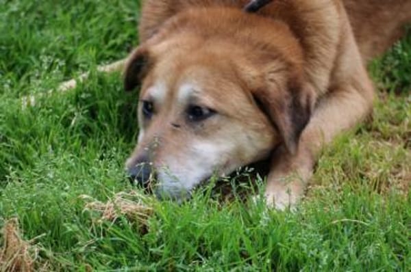 Mandela - sehr lieb u. verschmust