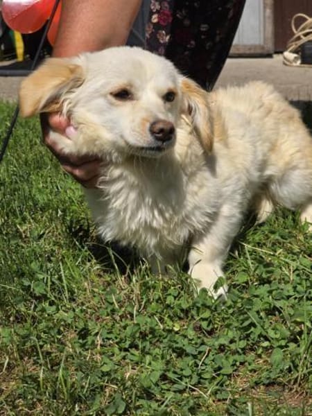 Lilo, eine hübsche kleine Hündin