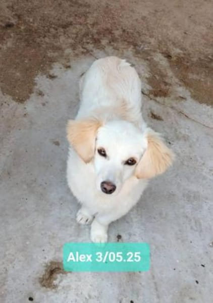 Lilo, eine hübsche kleine Hündin